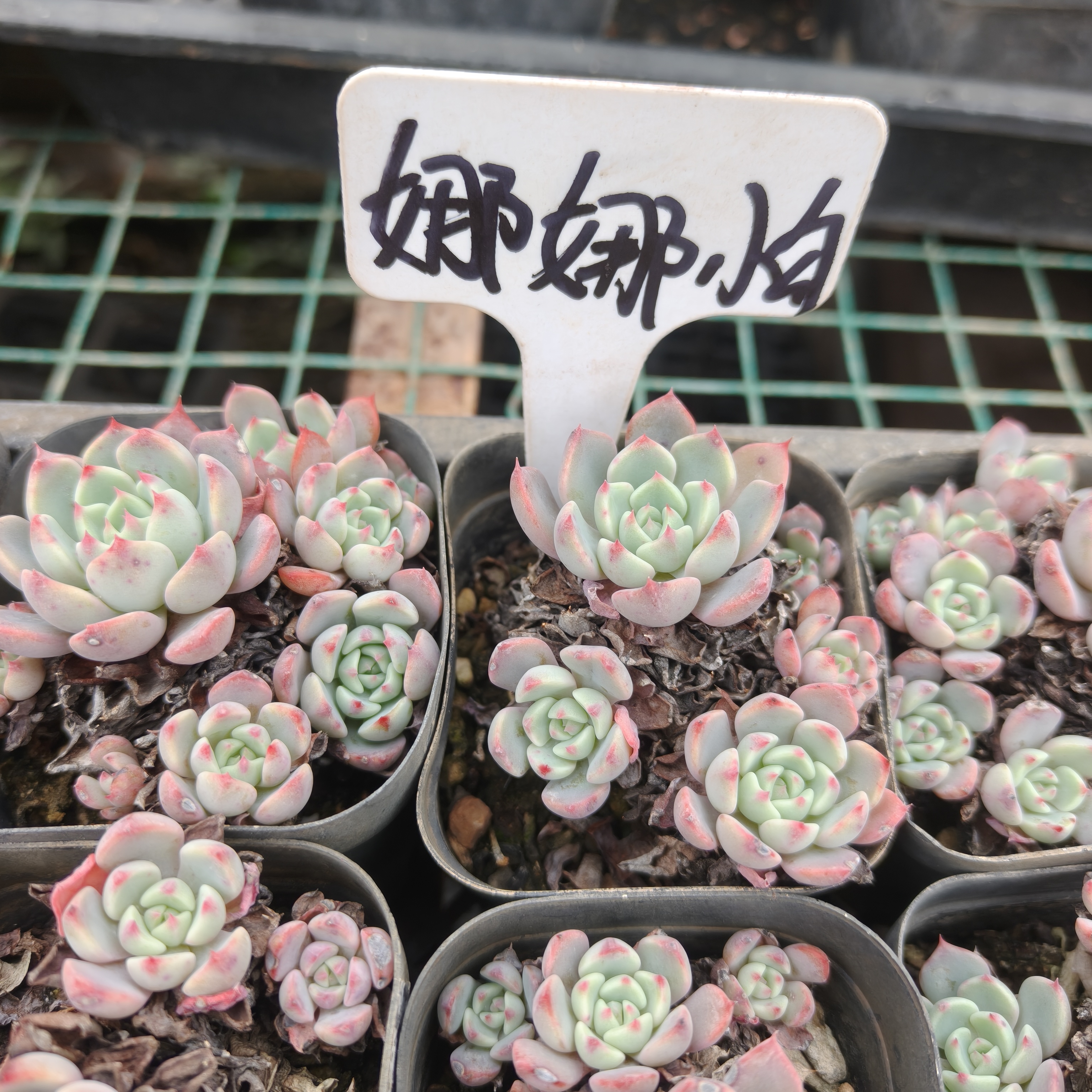 刘家花坊  娜娜小勾多肉    精品老桩批发基地  室内室外清新绿植