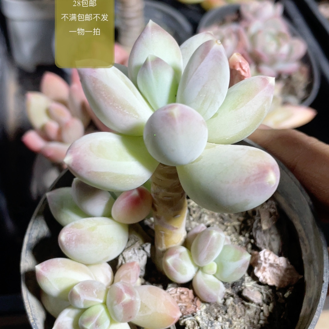 松果,鲜花速递/花卉仿真/绿植园艺,多肉植物,淘宝优惠券,粉丝福利购,淘宝优惠卷