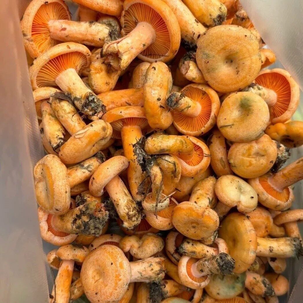 新鲜当天现摘乌丛菇寒菌黄丝菌重阳菌谷熟菌顺丰包邮多仓多地发货