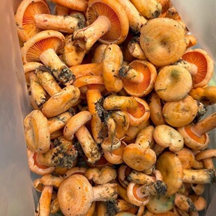 新鲜当天现摘乌丛菇寒菌黄丝菌重阳菌谷熟菌顺丰包邮多仓多地发货