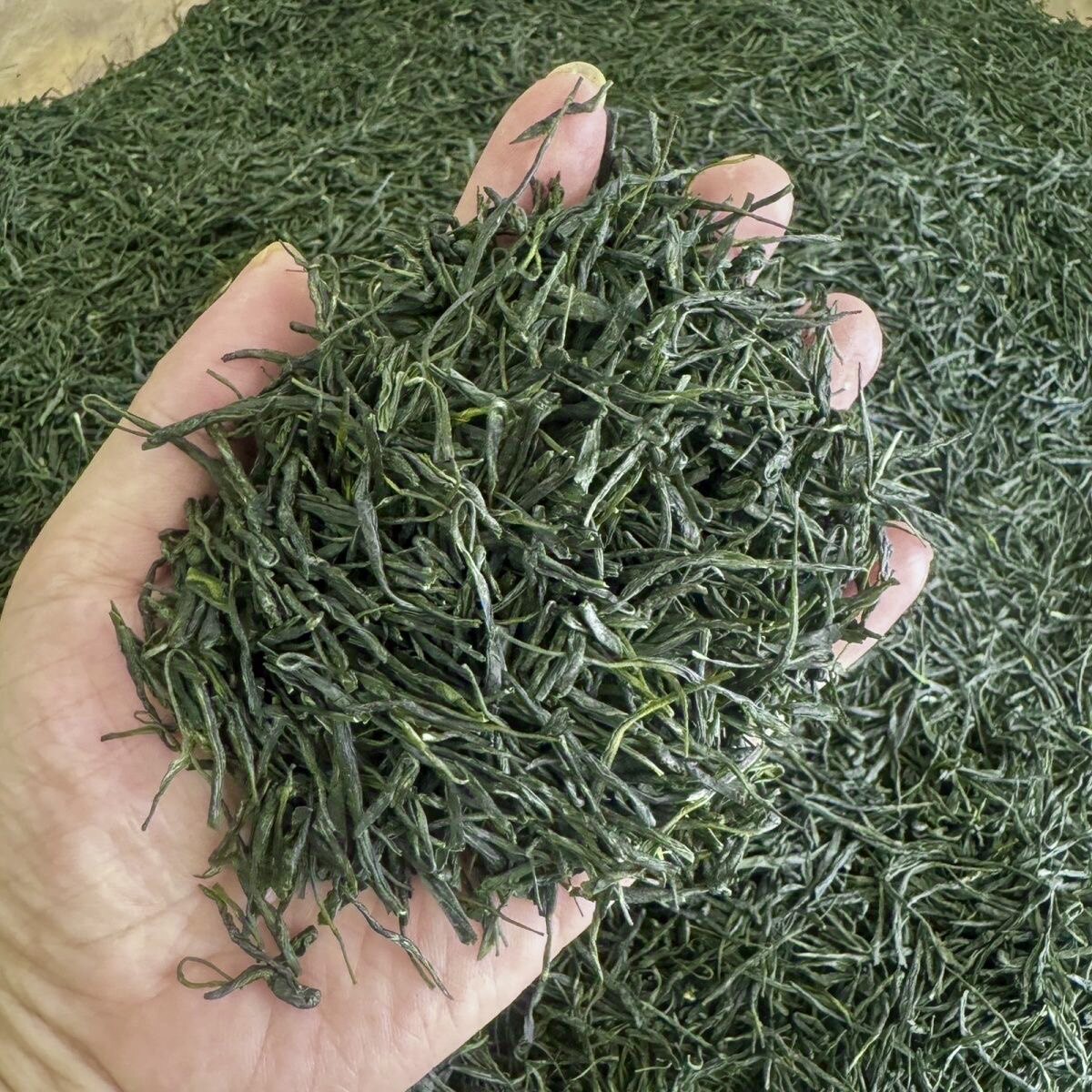 2026年新绿茶爆款直条毛尖茶口粮茶浓郁耐泡茶叶新茶农家1斤包邮