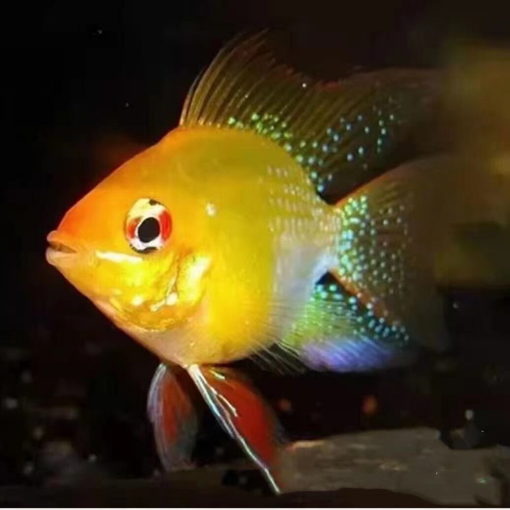 金波子观赏鱼热带鱼桃心长尾种鱼 阿凡达荷兰凤凰蓝波子淡水精品