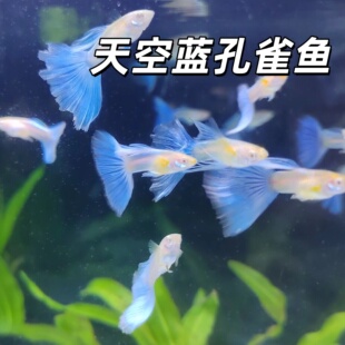热带小型观赏鱼孔雀鱼天空蓝淡水胎生小鱼容易繁殖漂亮适合新手