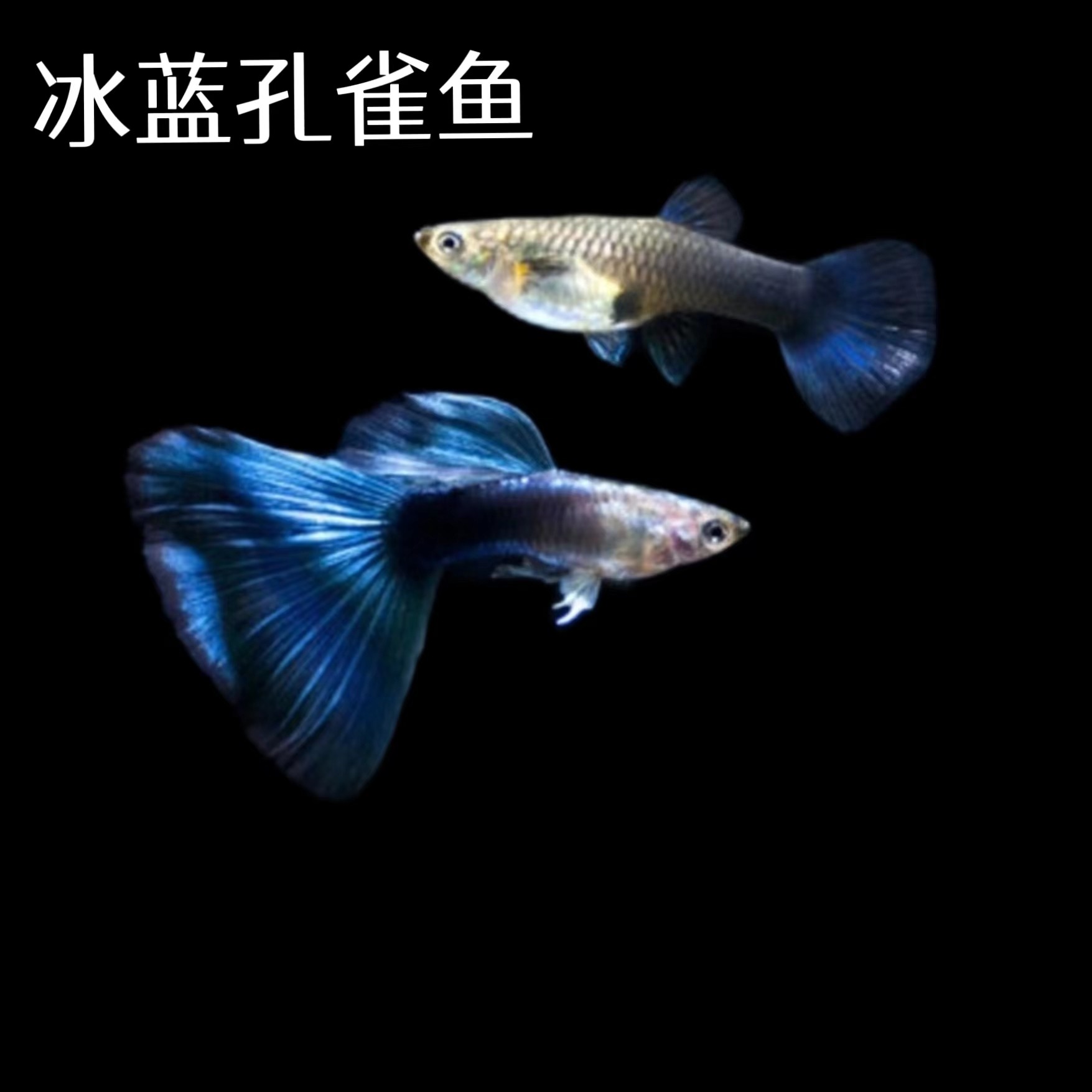 冰蓝精品孔雀鱼纯色胎生鱼热带鱼小型好养活