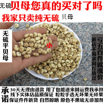 中药材正品东北种植纯无硫平贝母非川贝母浙贝母500g包邮免费打粉
