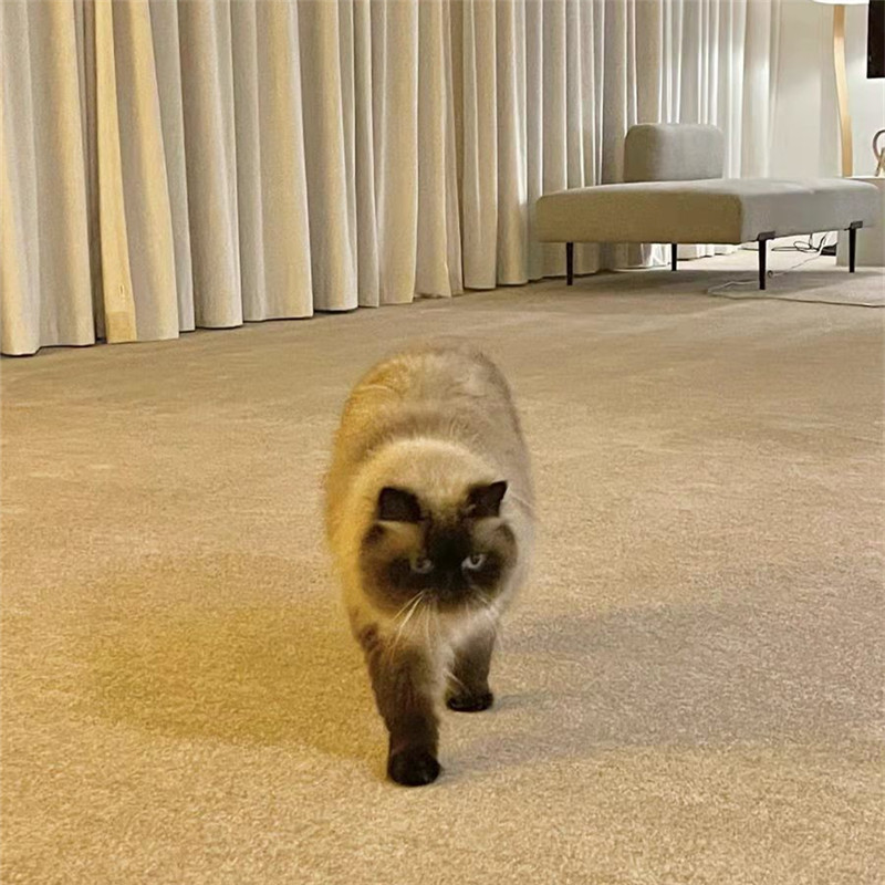 地毯宾馆房间弯头纱加厚美容院