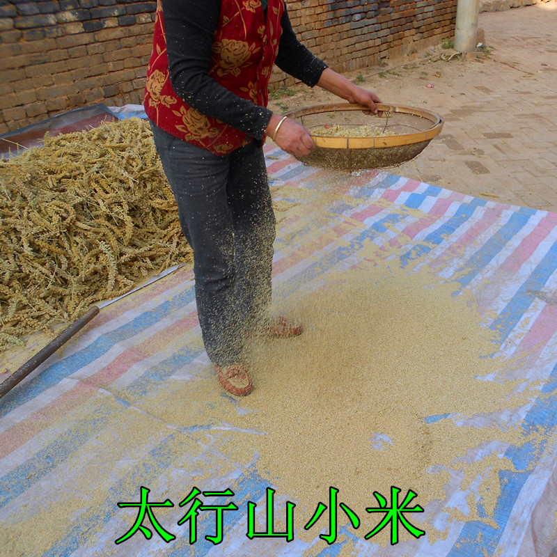 山西沁州黄小米新米黄米小米子