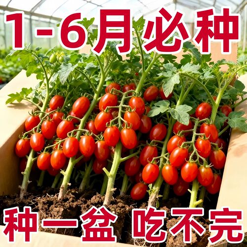千禧圣女果小番茄苗秧阳台种植超甜青甜水果小西红柿四季盆栽蔬菜