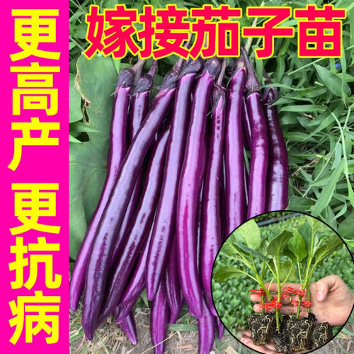 嫁接线茄子苗杭茄一号带土特大号老品种山东寿光本地高产紫长秧苗