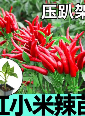 优质朝天椒小米辣指天椒辣椒苗特辣山东寿光秧苗带土盆栽高产四季