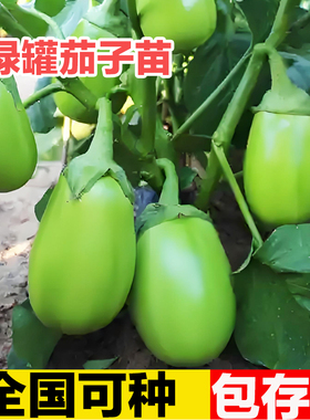 嫁接绿色牛心青茄子苗带土特大号老品种山东寿光本地杭茄高产苗秧
