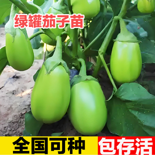 嫁接绿色牛心青茄子苗带土特大号老品种山东寿光本地杭茄高产苗秧