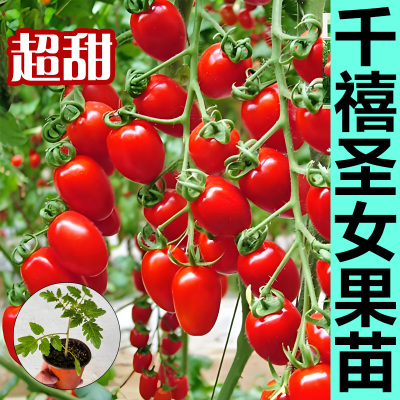 千禧圣女果秧苗阳台种植超甜小番茄苗秧青甜2号水果小西红柿盆栽