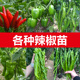 优质辣椒苗秧带土二荆条特辣山东寿光朝天秧苗螺丝椒薄皮高产四季