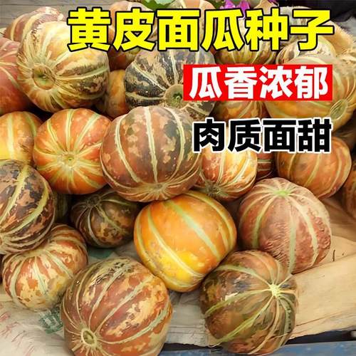 老品种甜面瓜种子四季