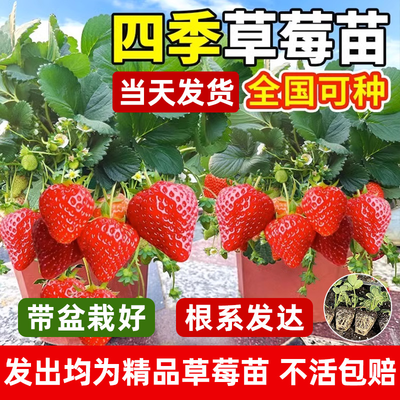 奶油草莓苗特大号盆栽四季结果优质苗秧种苗红颜阳台种植新苗批发