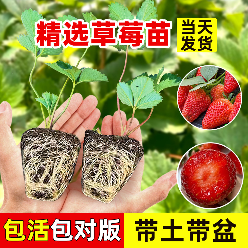 奶油草莓苗特大号盆栽四季结果优质苗秧种苗红颜阳台种植新苗批发