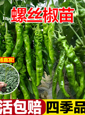 正宗螺丝椒辣椒苗二荆条特辣山东寿光青椒秧苗带土高产四季盆栽