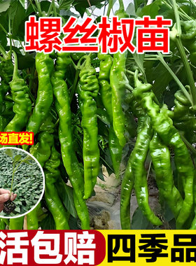 正宗螺丝椒辣椒苗二荆条特辣山东寿光青椒秧苗带土高产四季盆栽