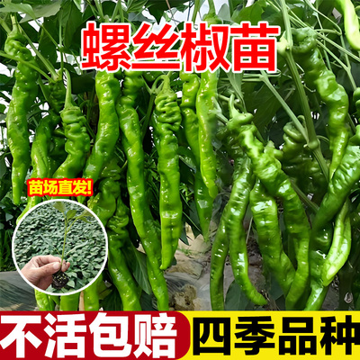 正宗螺丝椒辣椒苗二荆条特辣山东寿光青椒秧苗带土高产四季盆栽