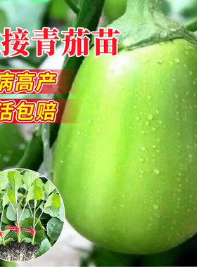 寿光嫁接茄子秧苗青茄带土特大号高产早熟蔬菜秧苗长茄子苗杭茄苗