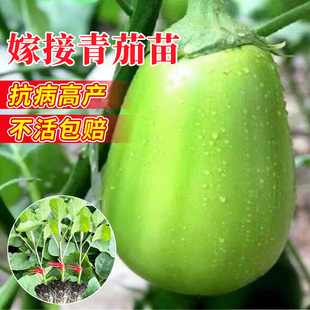 寿光嫁接茄子秧苗青茄带土特大号高产早熟蔬菜秧苗长茄子苗杭茄苗