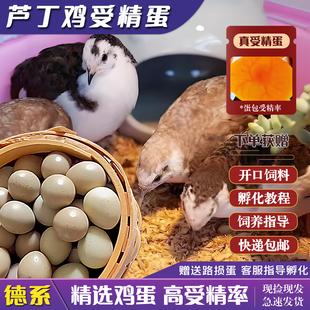 芦丁鸡蛋受精蛋网红迷你鸡宠物鸡蛋德系纯白礼服蛋可孵化蛋受精卵