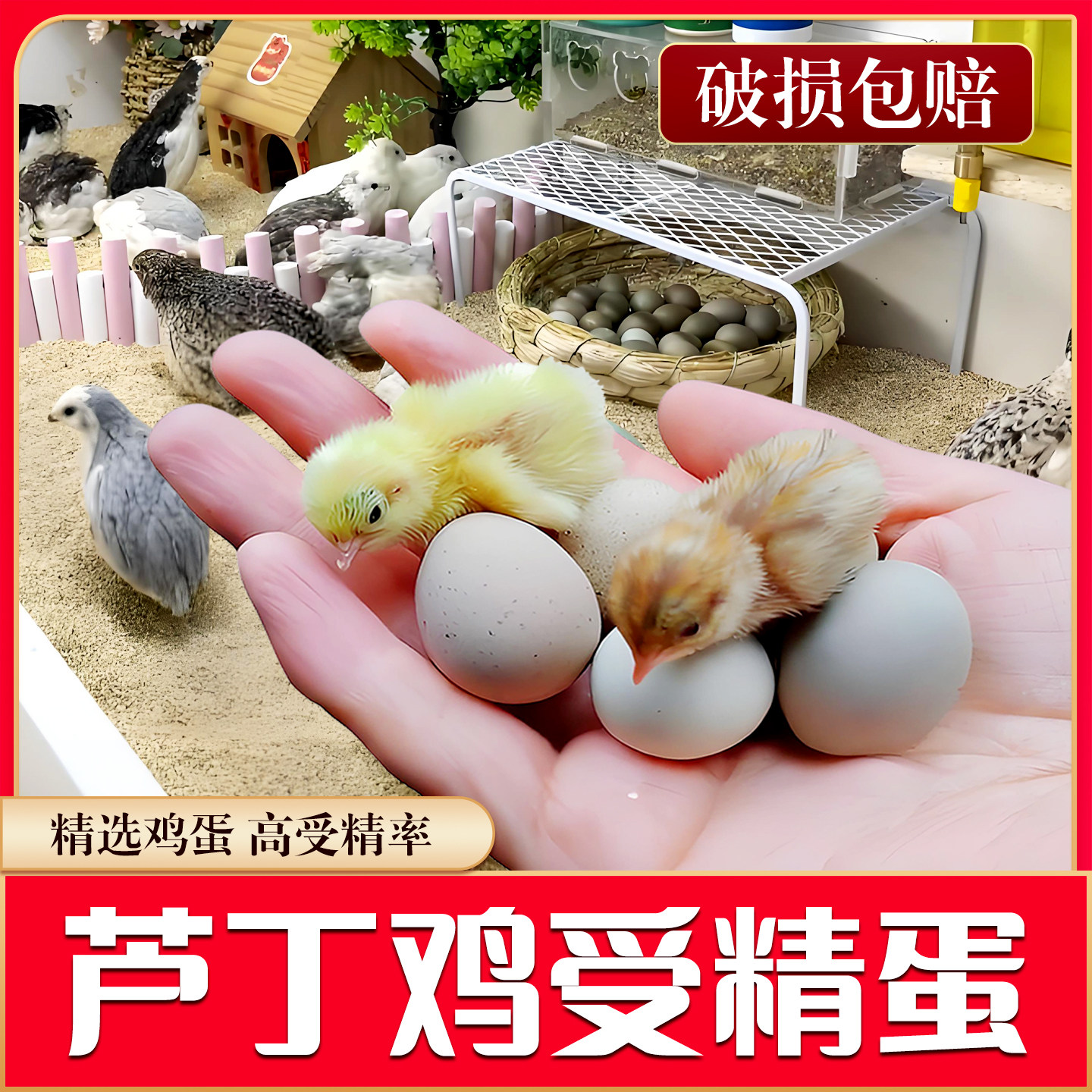 芦丁鸡受精可孵化种蛋