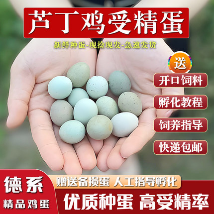 芦丁鸡受精蛋可孵化种蛋黑白礼服白色宠物迷你观赏鸡蛋卢丁鸡德系