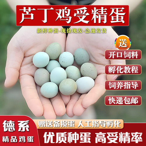 芦丁鸡受精蛋可孵化黑白礼服