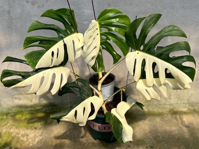 龟背竹室内净化空气吸甲醛稀有锦