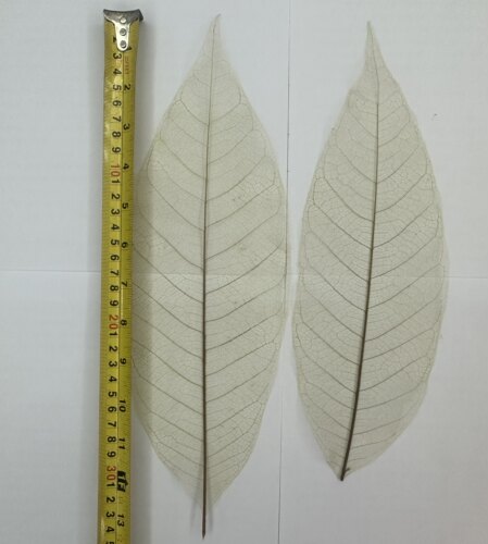 特大树叶叶脉真树叶书签干花diy书签贺卡手工材料文艺学生礼品