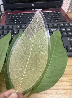 叶脉真树树叶书签白兰花玉兰精品叶子diy纯手工制作过塑个性定制