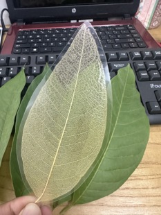 叶脉真树树叶书签白兰花玉兰精品叶子diy纯手工制作过塑个性定制