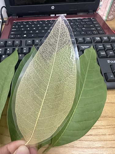 叶脉书签真树叶书签叶脉书签白兰玉兰菩提叶子diy材料纯手工过塑