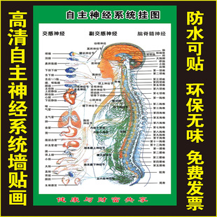 高清版自主神经系统挂图墙贴画海报交感神经脑脊髓神经器官对应图