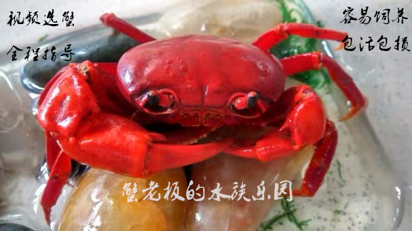 观赏蟹南海溪蟹宠物蟹勾手蝴蝶内