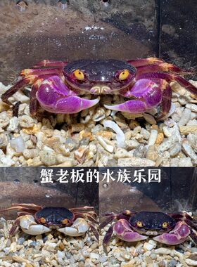 格雷陆方蟹恶魔蟹紫地蟹凶狠圆轴蟹图氏蟹蓝尖肢溪蟹勾手蟹