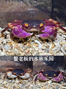格雷陆方蟹恶魔蟹紫地蟹凶狠圆轴蟹图氏蟹蓝尖肢溪蟹勾手蟹