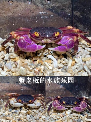 格雷陆方蟹恶魔蟹紫地蟹凶狠圆轴蟹图氏蟹蓝尖肢溪蟹勾手蟹