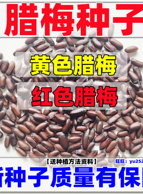 黄色腊月红色素心梅圆形花浓香型