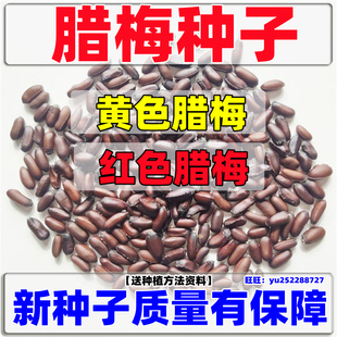 优质腊梅种子黄花四季易种合欢树种籽红梅红花梅花黄色素心梅红色