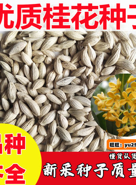桂花种子春夏秋浓香种籽四季易种