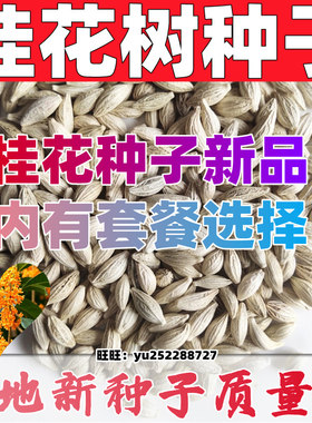 四季浓香桂花树种子易种阳台盆栽