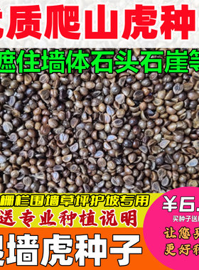 爬山虎种子不开遮荫阳台爬藤常青