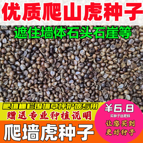 爬山虎种子不开遮荫阳台爬藤常青