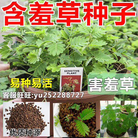 阳台盆栽奇趣可爱四季含羞草种子