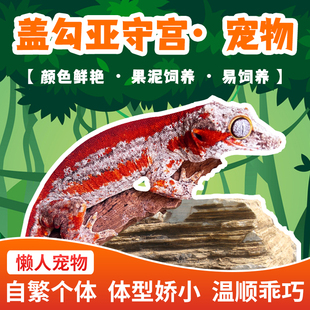 爬宠活体新手入门级蜥蜴守宫盖勾亚守宫温顺好养易饲养懒人宠物