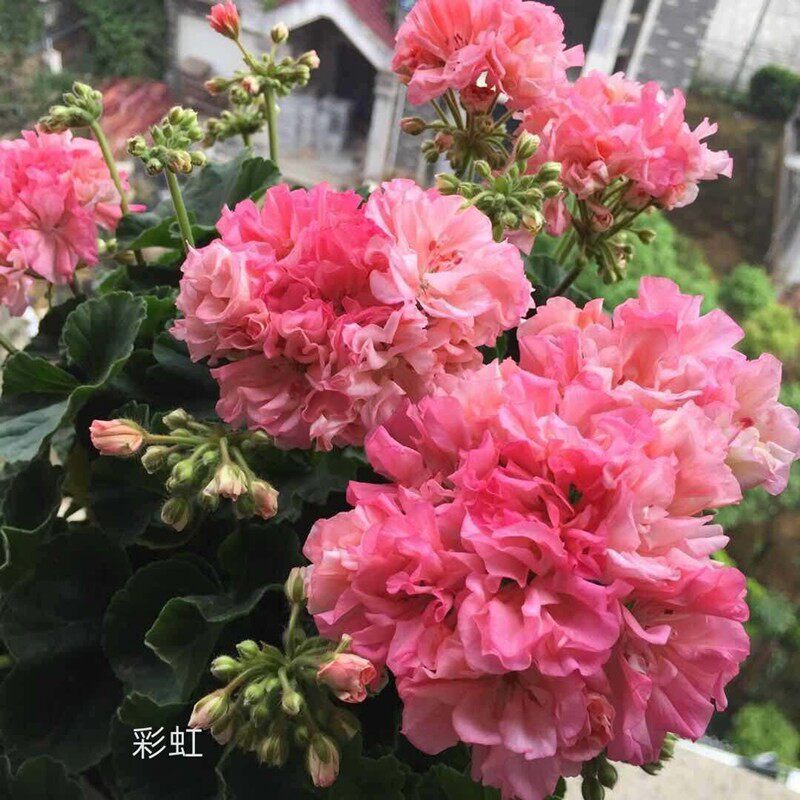 直立天竺葵花苗彩虹变色喷色盆栽花卉阳台庭院丁丁花园