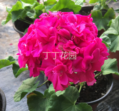 玫瑰花型草本四季美化绿植装饰